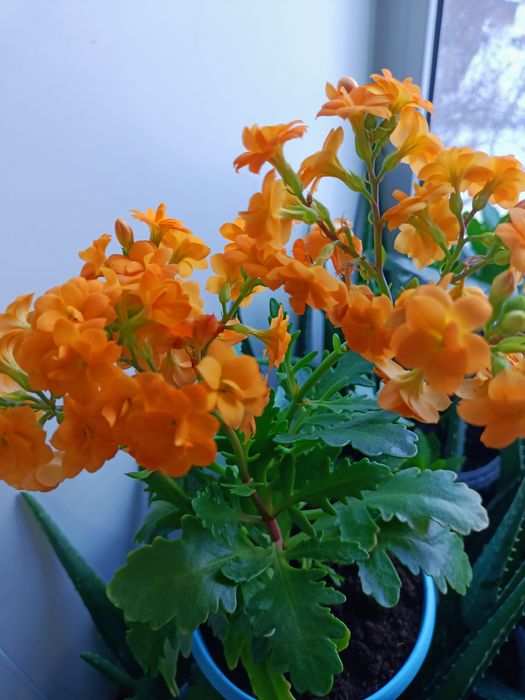 Комнатные цветы Каланхоэ