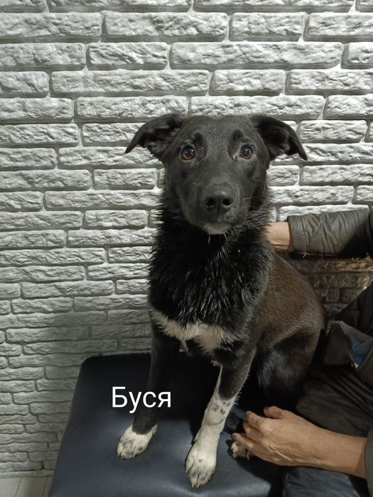 Щенкам нужен дом!