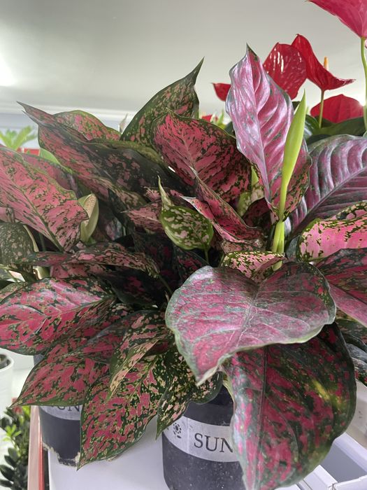 Комнатные растения