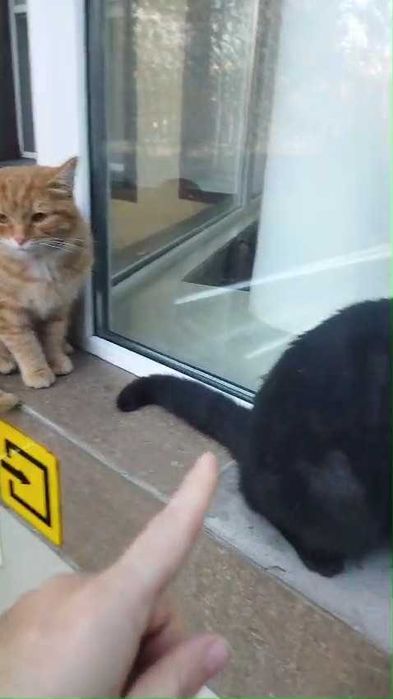 Двум котам нужен дом!