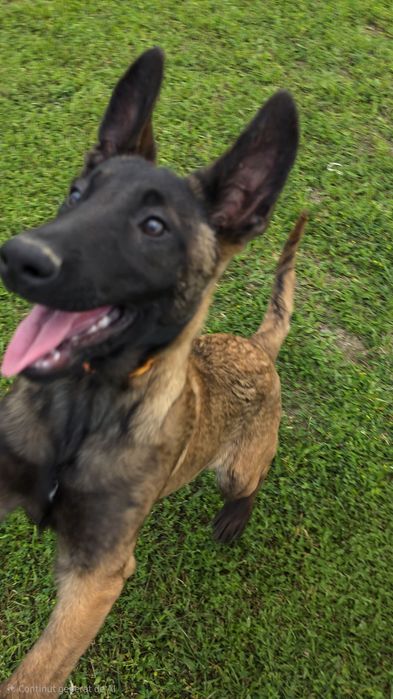 Ciobănesc belgian malinois