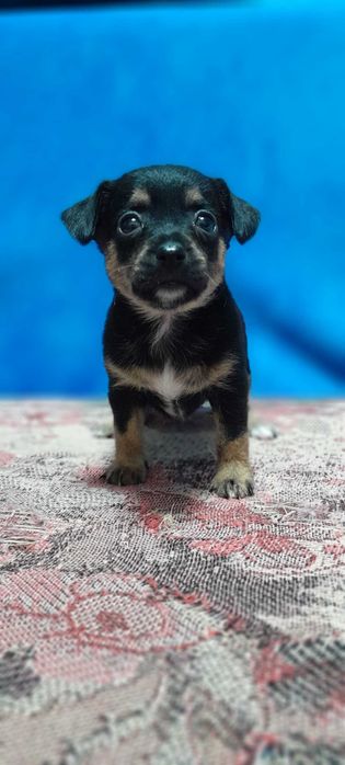 Продам щенков Пинчер