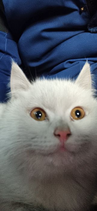 Британский котик