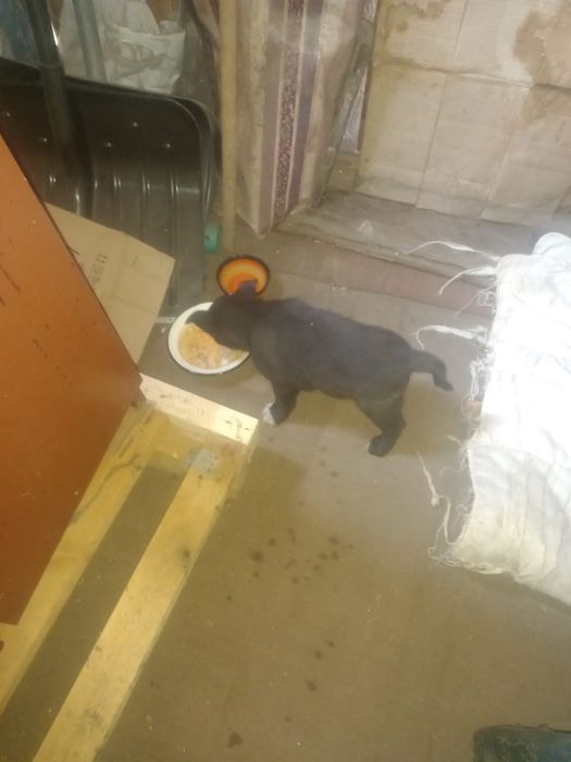 Отдам  в хорошие руки