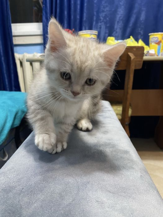 Котенок шотландский прямоухий Скоттиш- страйт