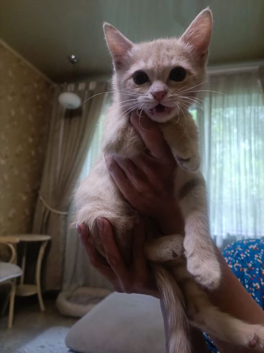 Рыжий мальчик будет мурчащим комочком!