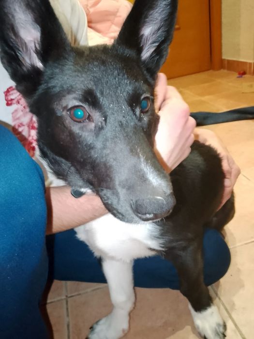 Отдам щенка метис