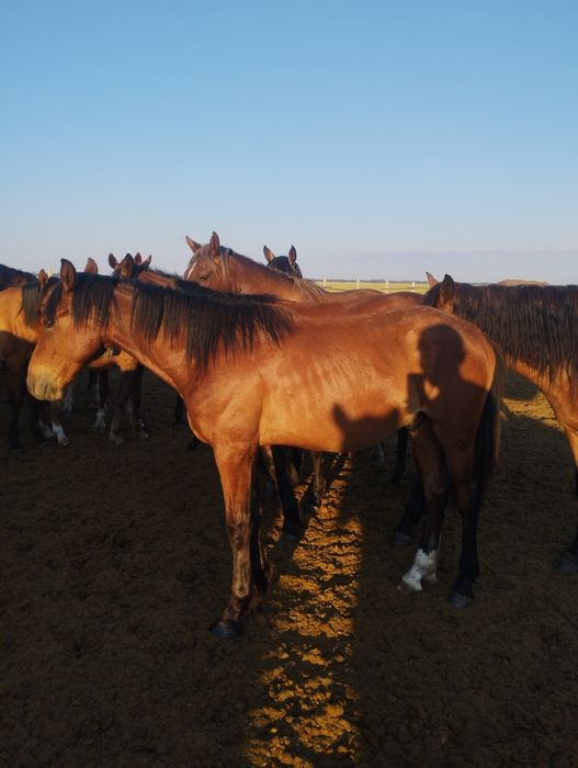 Продам 2х 1.5годавалых жеребчиков