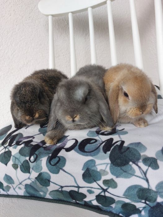 Iepuri pitici holland lop 6-7 saptamani