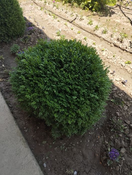 Шамшод 15 йиллик