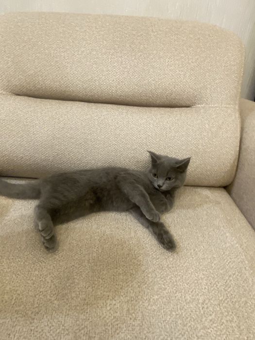 British shorthair