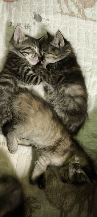 Отдаём котят в добрые руки!