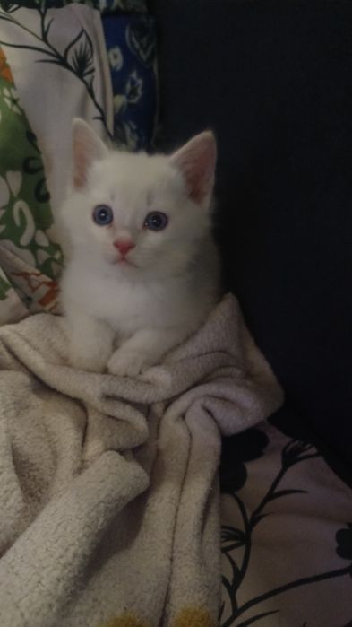 Домашние котята.