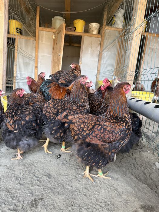 Gaini Oua de incubat diferite rase