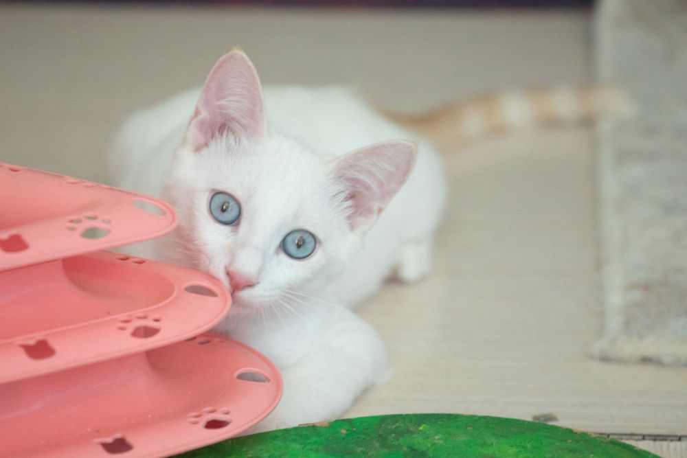 Сиамский ред-поинт,.Кот , мальчик в заботливые руки!!