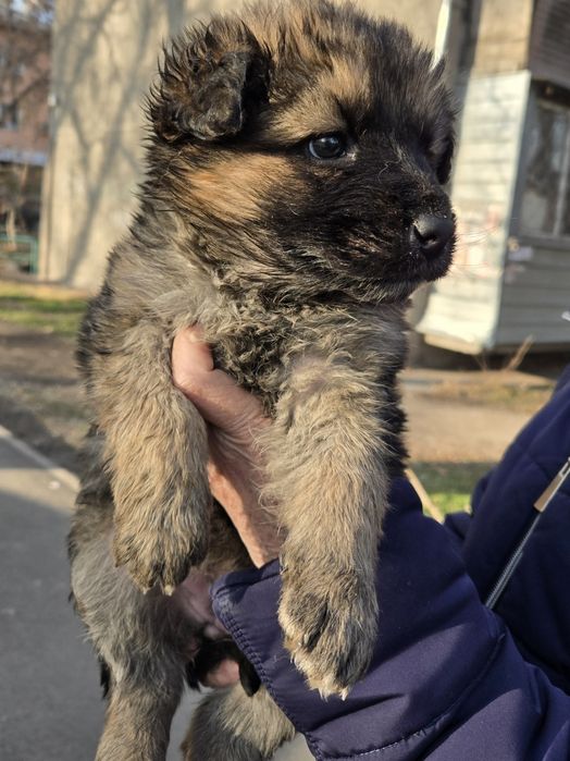 Продам не дорого