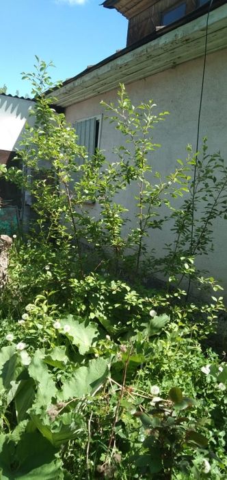 СРОЧНО! Продам дом дачу