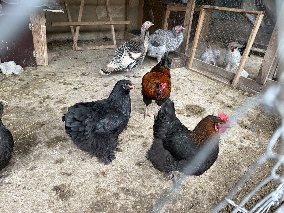 Oua incubat olive egger