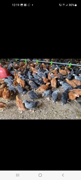 Pui rasa mixta si Pui de carne