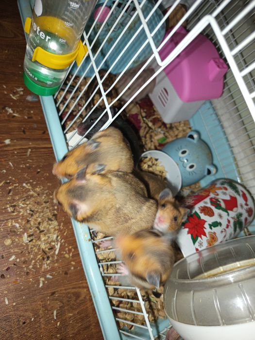 Продаю хамиков  серийские