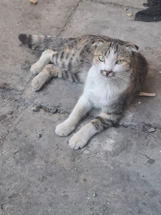 Отдам в добрые руки кошечку