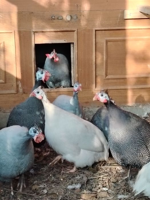 Продам цесарок..