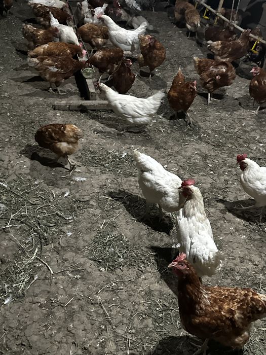 Продам курей несушки