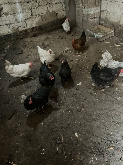 Куры домашние куры