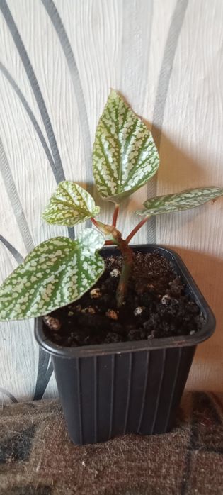 Продам цветы комнатные