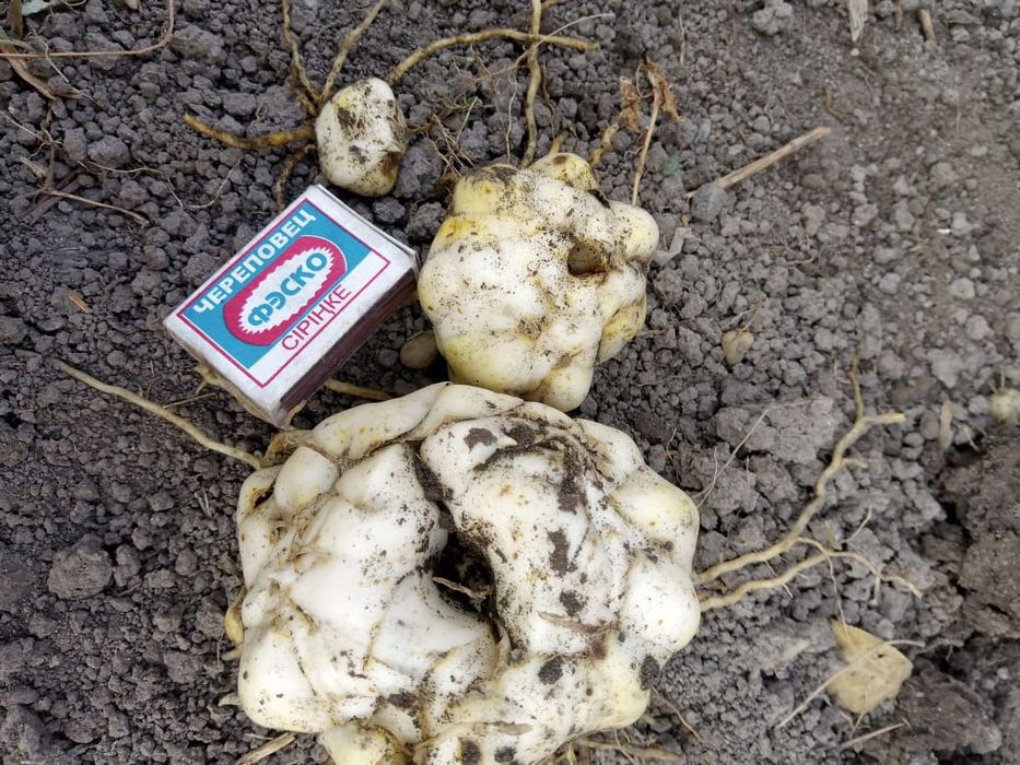 Продам луковицы лилии,сорт азиатка