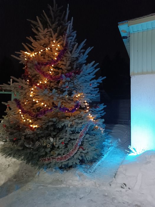 Голубая Ель Очень Красивая