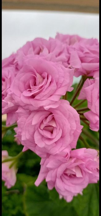 Пеларгонии в городе Абай