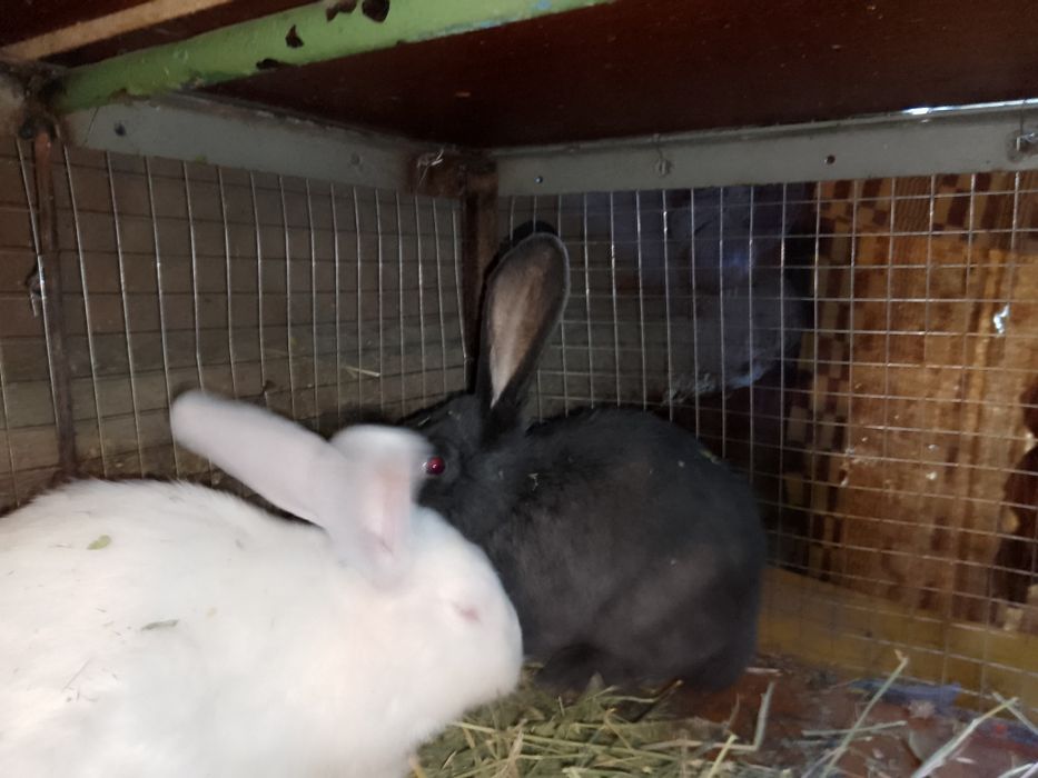Продажа кроликов
