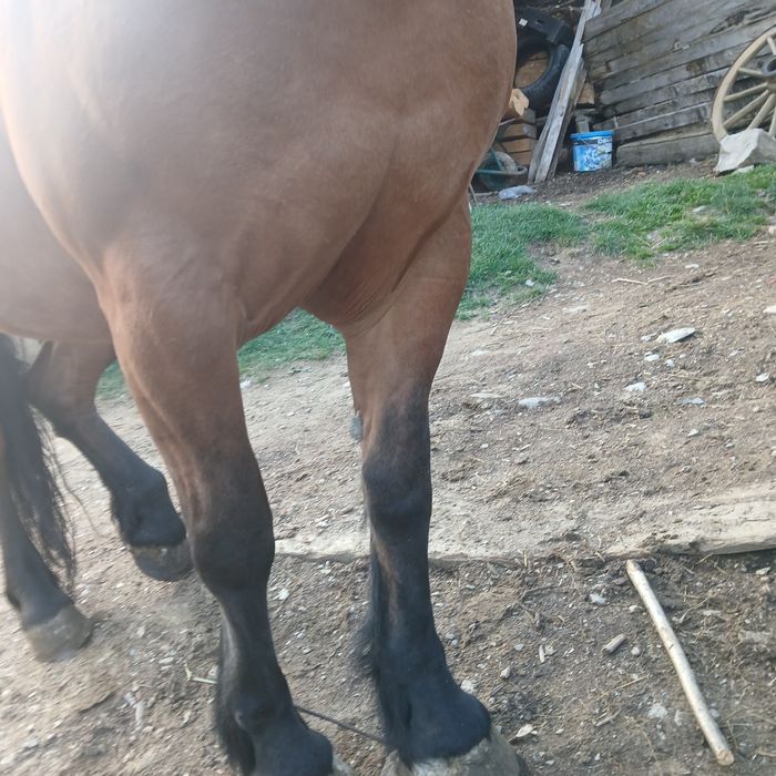 Vând iapă de 5 ani