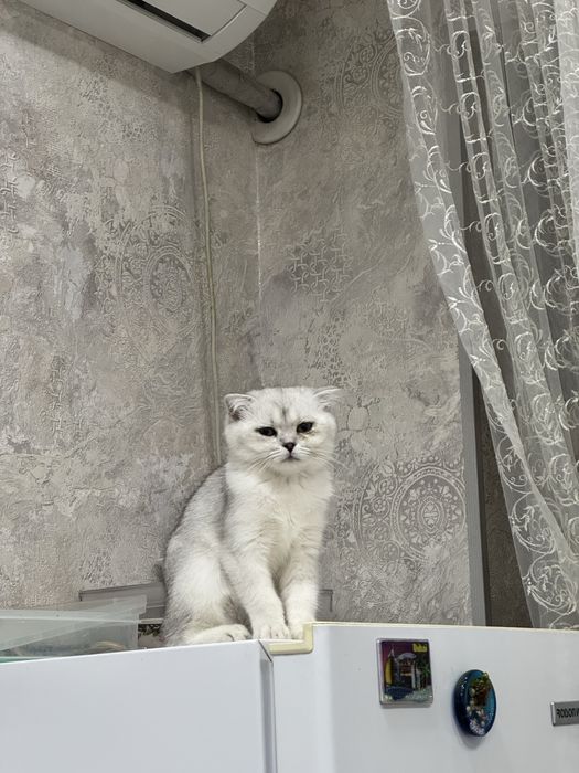 Продаюся Бритаская шиншилла чисто кровь