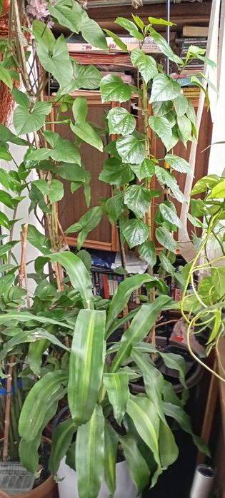 Комнатные растения