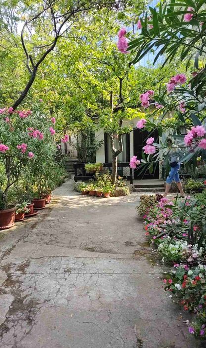 Олеандър(зукум).Розов,кичест. Височина до 2м.