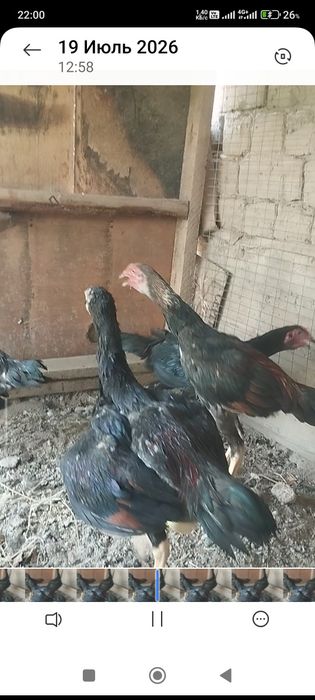 Сатлады шожелер срочна