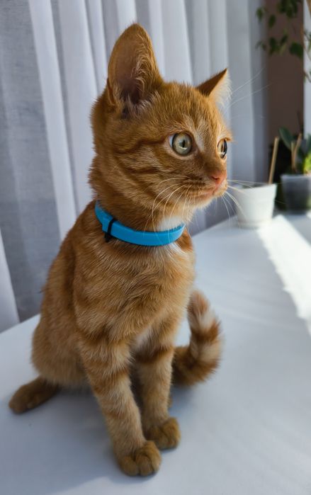 Котенок бесплатно в добрые руки