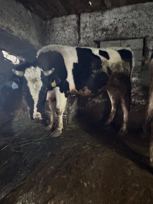 Букалар бык бұқа