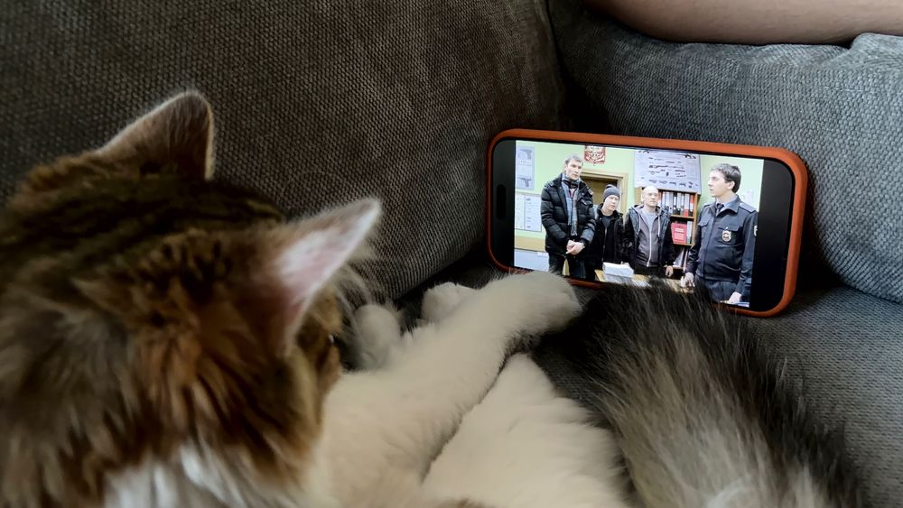 Котенок Астана    .