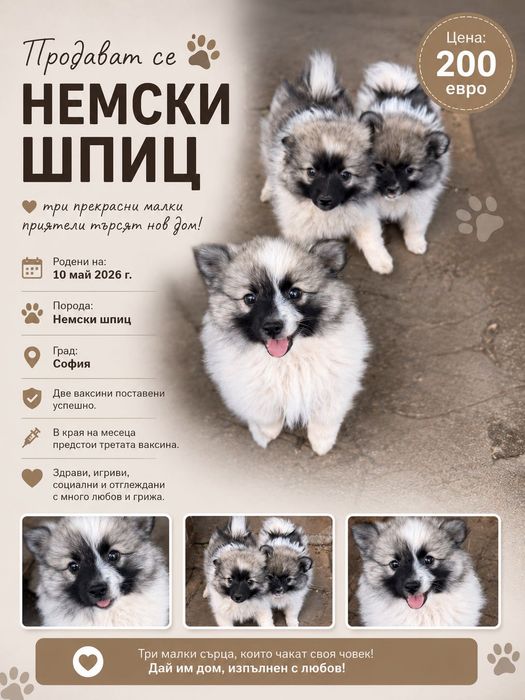 Куче немски шпиц