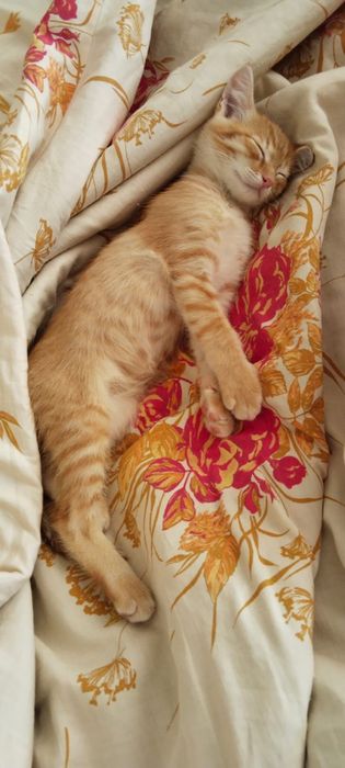 Отдам котенка в хорошие руки