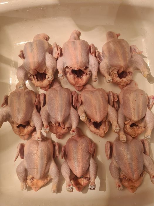 Куры бройлер мясные