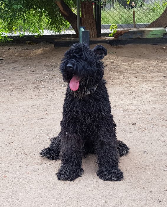 Пропала собака в районе казправды