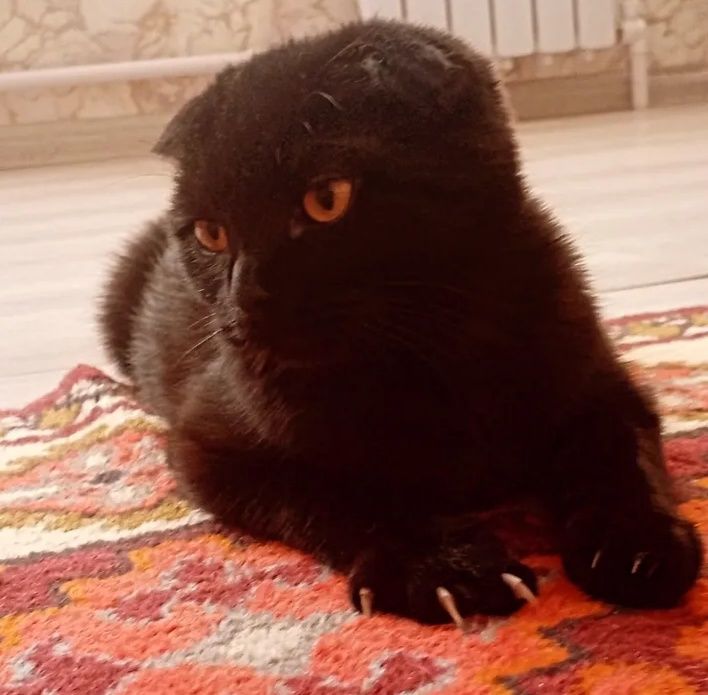 Кошечка ищет кота.