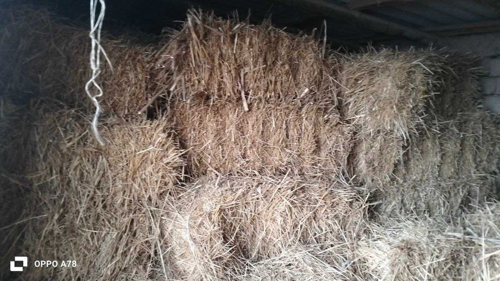 Буғдой сомон прес сотилади 80-90 смли.