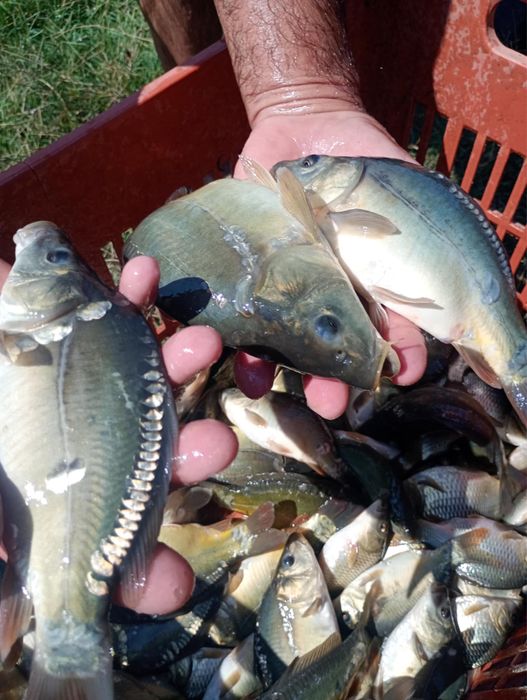 Шаран за консумация и зарибител