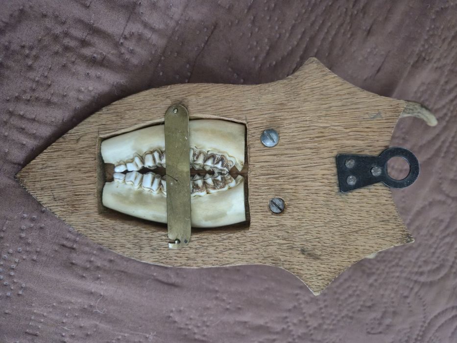 Ловен трофей за стена