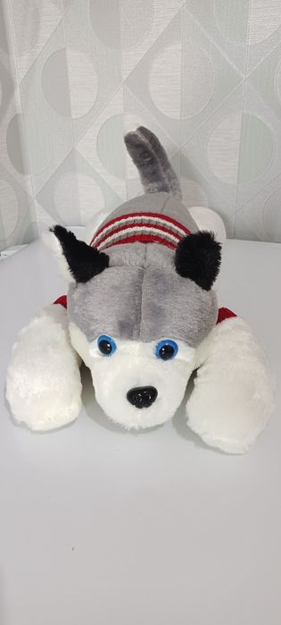 Милый хаски в кофточке